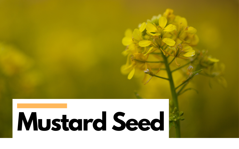 Mustard Seed