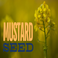 Mustard Seed